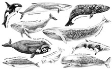 Illustration Of Whales On A White Background.