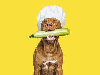 Lovable, pretty brown puppy holding squash. Closeup, indoors. Studio photo. Pet care. Concept of delicious and healthy food