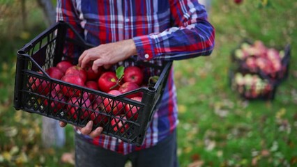 Wall Mural - Unrecognized old man looking over the apples in the box. Farmer checking up apples he picked up from the trees. Blurred backdrop.