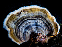 Trametes Sp - Turkey Tail Fungus