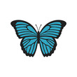 Blue Morpho butterfly illustration. Realistic butterfly with textured wings. Beautiful butterfly for scrapbooking