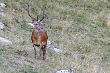 Sticker - View of a beautiful Red deer (Cervus elaphus) on dry grass