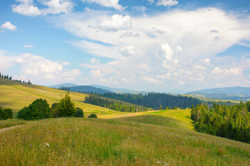 green nature scenery in carpathian mountains. grassy pasture near the forest on the hill. sunny summer weather with beautiful cloudscape in the afternoon light