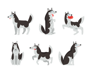 Canvas Print - Siberian Husky Purebred Pet in Different Poses Vector Set