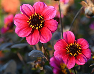 Canvas Print - Beautiful close-up of a dwarf dahlia