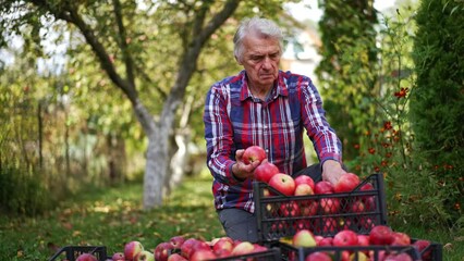 Wall Mural - Looking over the red ripe apples after picking them from trees. Adult man checking the fruit put into boxes.