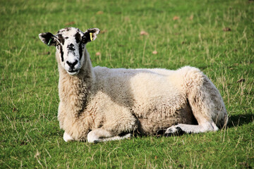 A view of a Sheep in the Cheshire Countryside