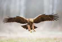 Birds Of Prey - Lesser Spotted Eagle Aquila Pomarina Flying Bird Hunting Time