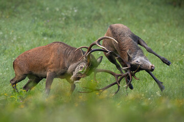 Two red deer, cervus elaphus, stags fighting angrily in a green meadow in autumn nature. Duel of massive mammals with antlers pushing each other around in nature. Territorial conflict of animals.