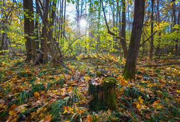 Wall Mural - A moss-covered stump against the background of an autumn forest illuminated by the morning sun