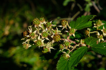 Wild unreife Brombeeren im Wald / Brombeere (lat.: Rubus sect. Rubus) 