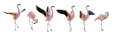 Pink Six Flamingo Group On White