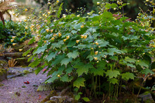 Kirengeshoma Palmate Is A Shrub , A Species Of The Genus Kirengeshoma Of The Hortensia Family ( Hydrangeaceae )