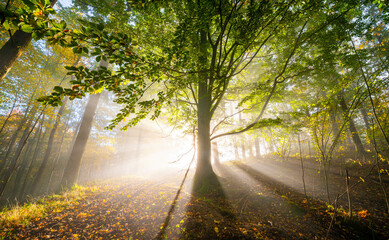 Canvas Print - an autumnal forest and fog