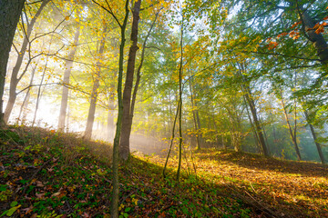 Wall Mural - an autumnal forest and fog