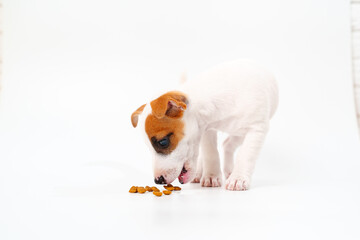 Wall Mural - a puppy of jack russell terrier eats food on a white background