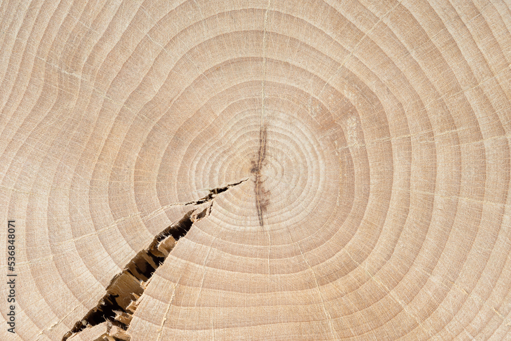Cracked cross-section of a beech tree. Annual growth rings. Tree ...