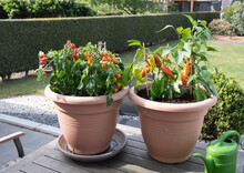 Large Pots With Cherry Tomatoes And Sweet Peppers On The Garden Terrace, Plants