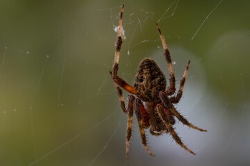 Wall Mural - Macro shot of a Barn spider with blur green gradient background