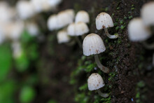 Fairy Ink Mushrooms, Coprinellus Disseminatus