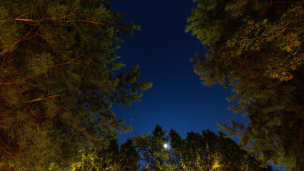 Wall Mural - forest at night (full moon, jupiter and stars)