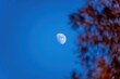 黄葉したメタセコイヤ越しに見上げる青空バックの半月の情景