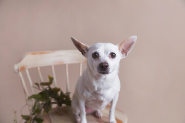 Wall Mural - Rescued mixed breed chihuahua dog with pointed ears and bright eyes sits calmly in vintage wooden chair for fancy pet portraits solid tan background