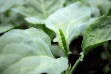 Wall Mural - Kale with growing.