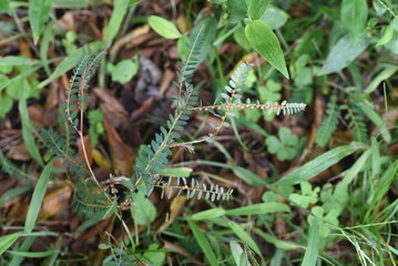 Chamber bitter ( Phyllanthus urinaria ) fruits.
The fruit is a spherical capsule with a diameter of about 3 mm. The leaves have medicinal properties.