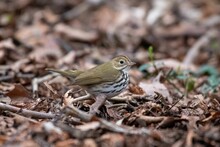 Closeup Of An Ovenbird On A Ground With Fallen Leaves.
