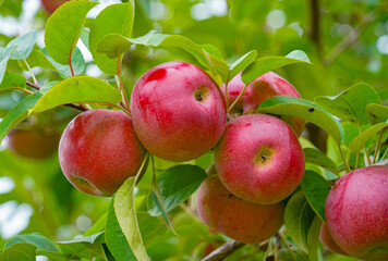 Wall Mural - red apples on the tree in harvest season