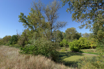 Wall Mural - Alluvial forest along the Loire river near Saint-Benoît-sur-Loire village