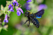 Violet carpenter bee (Xylocopa violacea) on meadow clary // Große Holzbiene an Wiesensalbei