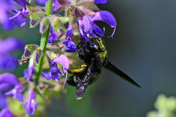 Poster - Große Holzbiene (Xylocopa violacea) an Wiesensalbei (Salvia pratensis) // Violet carpenter bee  on meadow clary