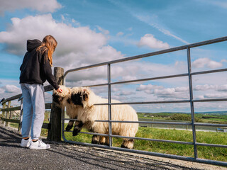 Slim teenager girl feeding two cute Valais wool sheep in an zoo or open farm on a green grass field, warm sunny day. Learn nature concept. Beautiful country side in the background. Low angle view