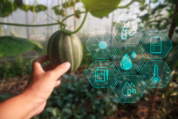 Protecting plants from wreckers with Fresh melons or green melons in greenhouse. Concept of smart farming agriculture.