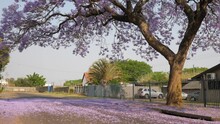 Tilt Up And Down Jacaranda Tree Dropping Flowers Over Residential Road, Pedestrians Walk Closer