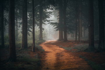 Wall Mural - Beautiful shot of a dark mysterious forest with fallen leaves on the ground on a foggy day in fall