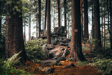 Wall Mural - Colorful landscape view of the Bavarian forest. Germany