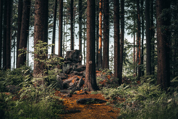 Wall Mural - Vertical shot of a scenic view of a way between trees in the forest in the morning