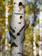 Wall Mural - Threatened species White-backed woodpecker (Dendrocopos leucotos) climbing a tree in forest during late autumn.