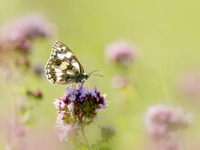 Marbled White Butterfly Pollinating On Pink Flower