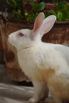 Photo of White cute rabbit 