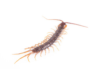 a centipede isolated on white background