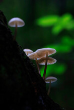 Small Mushrooms Growing On Tree Trunk