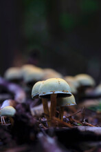Small Mushrooms Growing On Forest Floor