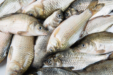 Wall Mural - heap of freshly freshwater fish Crucian carp closeup.