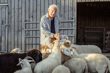 Smiling Farmer Stroking Sheeps At Farm