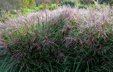 Wall Mural - grows to a height of around 1 meter. Forms compact clumps of stiff, upright growing leaves. It blooms already at the beginning of August with upright reddish panicles.