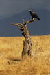 The Spanish imperial eagle (Aquila adalberti), also known as the Iberian imperial eagle, Spanish or Adalbert's eagle sitting on a cork oak in yellow grass with dark mountains in the background.
